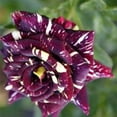 thumbnail image 4 of Pemdas 20 Black Dragon Rose Plant Seeds, Variegated Blooms, 4 of 4