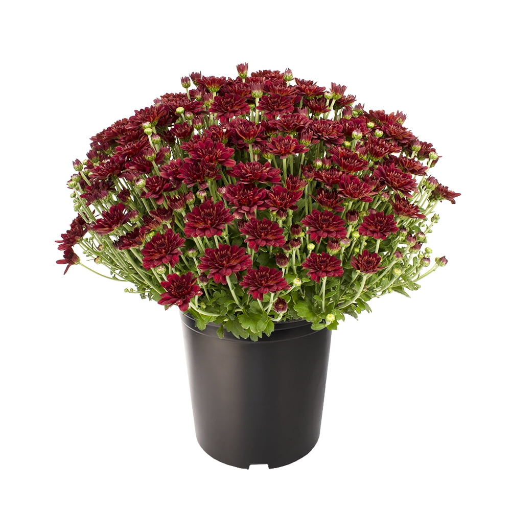 Expert Gardener Red Mum Chrysanthemum Live Plant, 1 gal Grower Pot