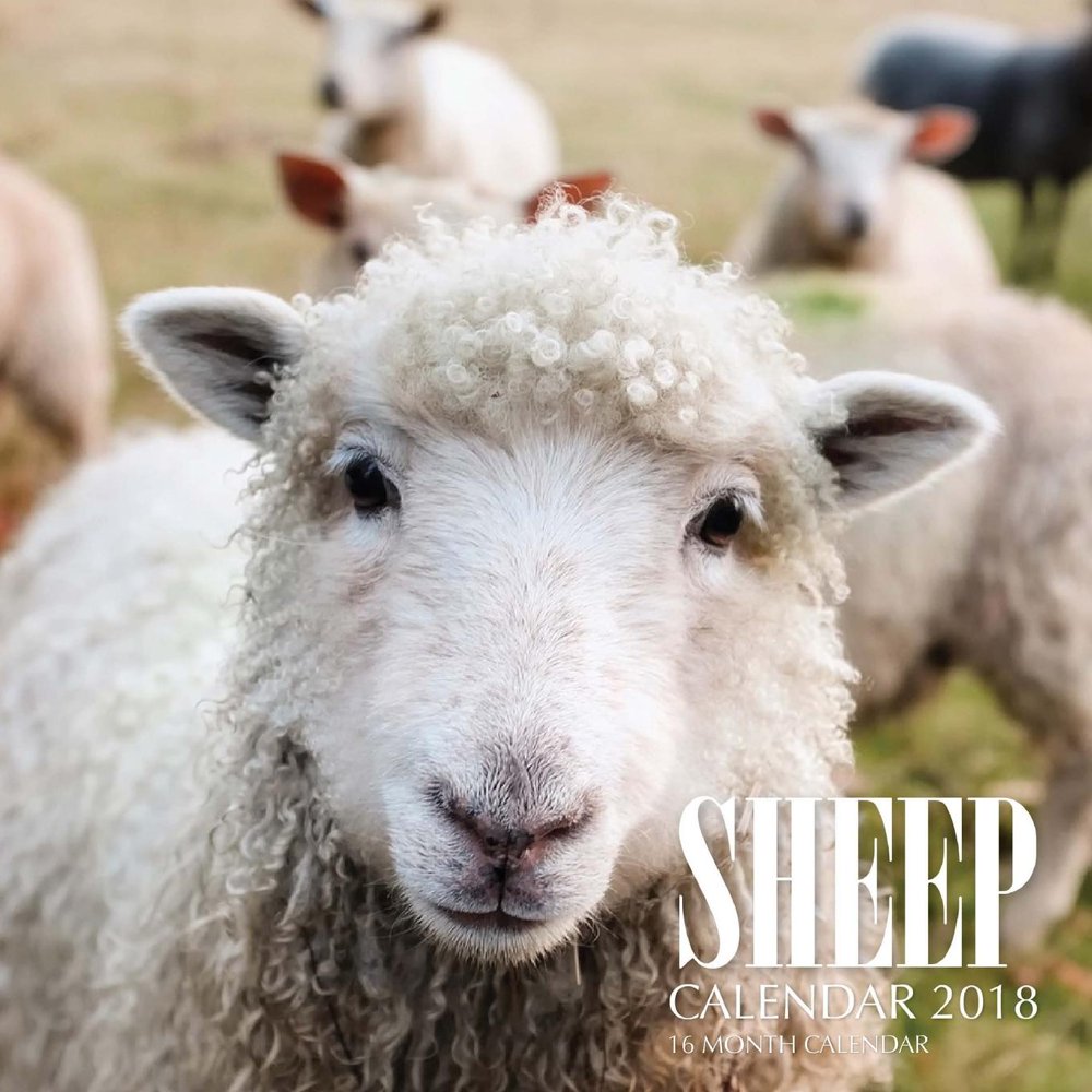 Sheep Calendar 2018 16 Month Calendar (Paperback)