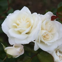 Heirloom Roses - Saratoga Floribunda Rose Plant - White Rose Bush