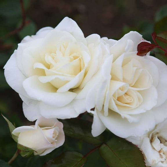 Heirloom Roses - Saratoga Floribunda Rose Plant - White Rose Bush