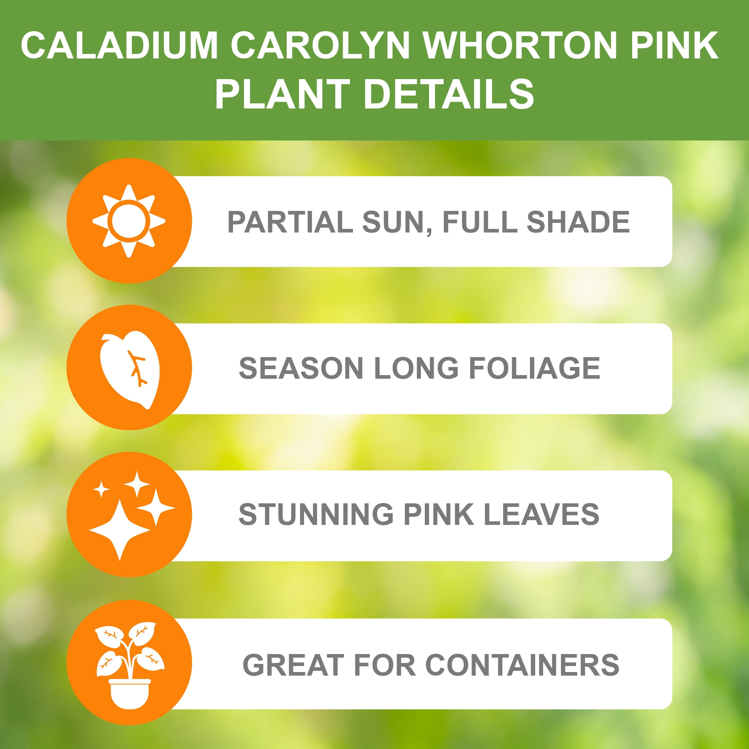 Garden State Bulb Carolyn Whorton Pink Caladium Bulbs, Bare Roots, Spring Planting (Bag of 40)