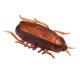 thumbnail image 1 of Electronic Cockroach Repellent Toy Plastic Battery Powered Vibrating Funny High Simulation Fake Cockroach, 1 of 3