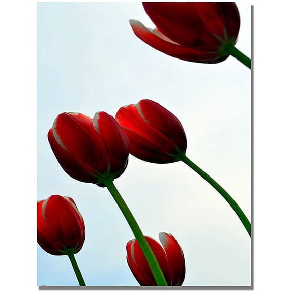Trademark Global Michelle Calkins "Red Tulips from the Bottom Up" Canvas Art, 47" x 30"