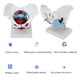 thumbnail image 4 of Modelo De Anatomía De Pelvis Femenina, Modelo De Pelvis Femenina De Color De Estructura Clara De Alta Simulación Para Enseñanza Clínica, 4 of 7