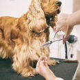thumbnail image 5 of Juego de tijeras de peluquería canina para gatos y mascotas, kit de recortador profesional para mascotas de acero inoxidable de 4 piezas, tijeras de corte rectas de 6,5 pulgadas, tijeras de, 5 of 5