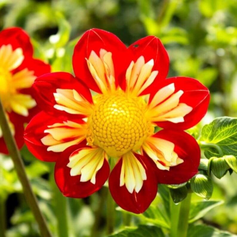 40 Seeds - Swan Island Dahlia Seeds - Pollinator Friendly,, Heirloom Flower Seeds Mix for Gardens