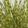 thumbnail image 3 of Southern Living Gold Breeze Miscanthus Live Shrub in 2.5-Quart Grower Pot, 3 of 6