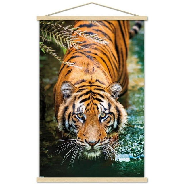 Tigre - Eau