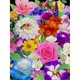 thumbnail image 4 of Kit Punto Cruz Con Flores Hilo Algodón Ecológico Bordado 9CT 60x80cm, 4 of 8