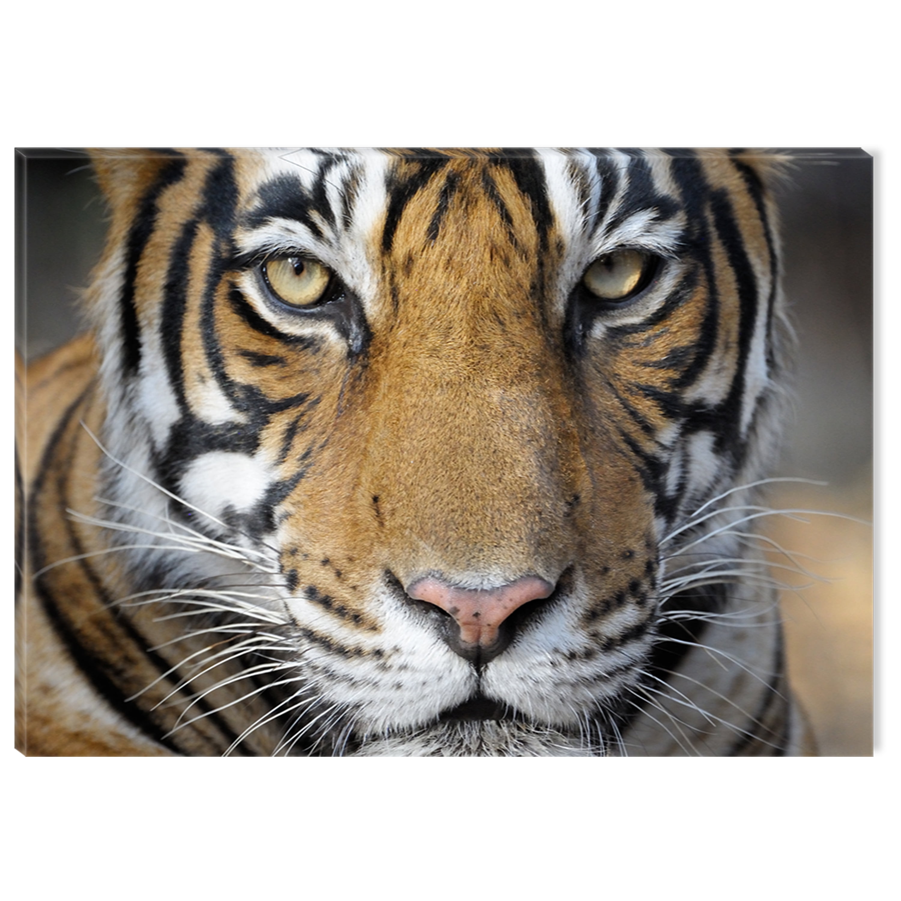 Startonight Canvas Wall Art Bengal Tiger USA Design for Home Decor