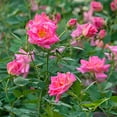 thumbnail image 3 of Direct Gardening Pink Flowering Freedom Shrub Rose Plant, 3 of 6