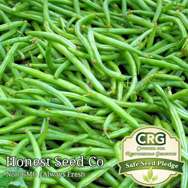 Bush Bean Seeds Contender NonGMO Heirloom Fresh Garden Seeds