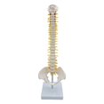 thumbnail image 1 of Xingzhi Spine Model Vertebral Column Anatomical for  Kids Learning Display Classroom standing, 1 of 6