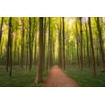 thumbnail image 2 of Jaynes Gallery 14x11 Black Ornate Wood Framed with Double Matting Museum Art Print Titled - Europe-Belgium-Path in Hallerbos forest, 2 of 4