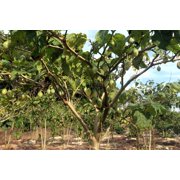 10 *Seeds TAMARILLO / TREE TOMATO Cyphomandra Betacea Solanum Fruit Tree Seeds