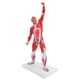 thumbnail image 5 of Modelo de músculos humanos, modelo de sistema muscular de 50 cm, modelo de estructura muscular, modelo de músculos, solución innovadora, 5 of 8