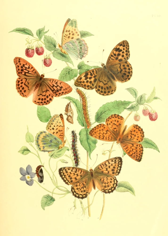British Butterflies