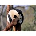 thumbnail image 1 of 30x40 Cm 5d Peinture Diamant Diy Complet, panda Gant Animaux Mignons Diy Diamond Strass Toile Point De Croix Painting Par Numro Pour Dcoration Mu, 1 of 5
