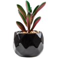 thumbnail image 1 of Artificial Succulent Plant Mini - Plastic Greenery Decoration Faux Potted Plant, 1 of 5