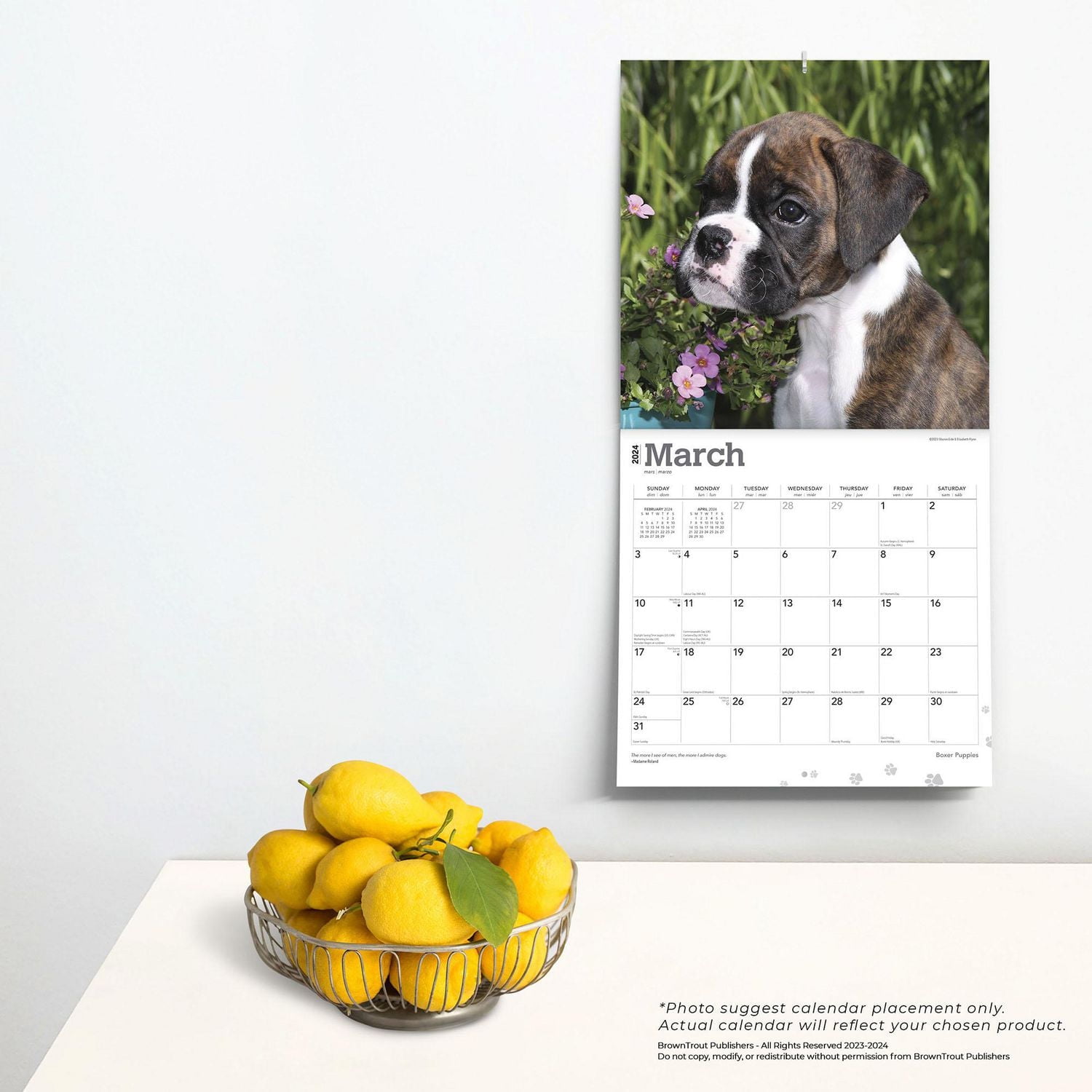 BrownTrout Boxer Puppies 2024 12x24 Inch Square Wall Calendar, 9781975461935