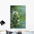 thumbnail image 1 of Female Cannabis Flower 4 Wall Mural by Wallmonkeys Peel and Stick Graphic (36 in H x 24 in W) WM297242, 1 of 4