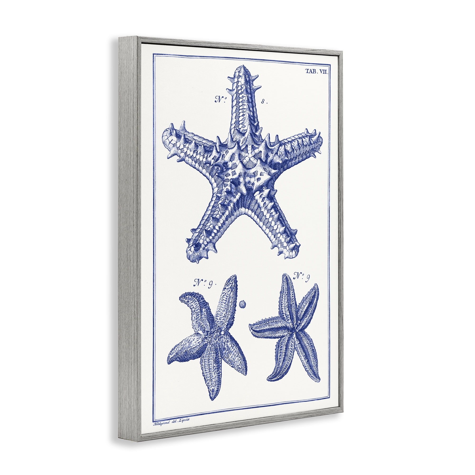 Stupell Industries Blue Starfish Diagrams Animals & Insects Painting Gray Framed Art Print Wall Art, 16 x 24