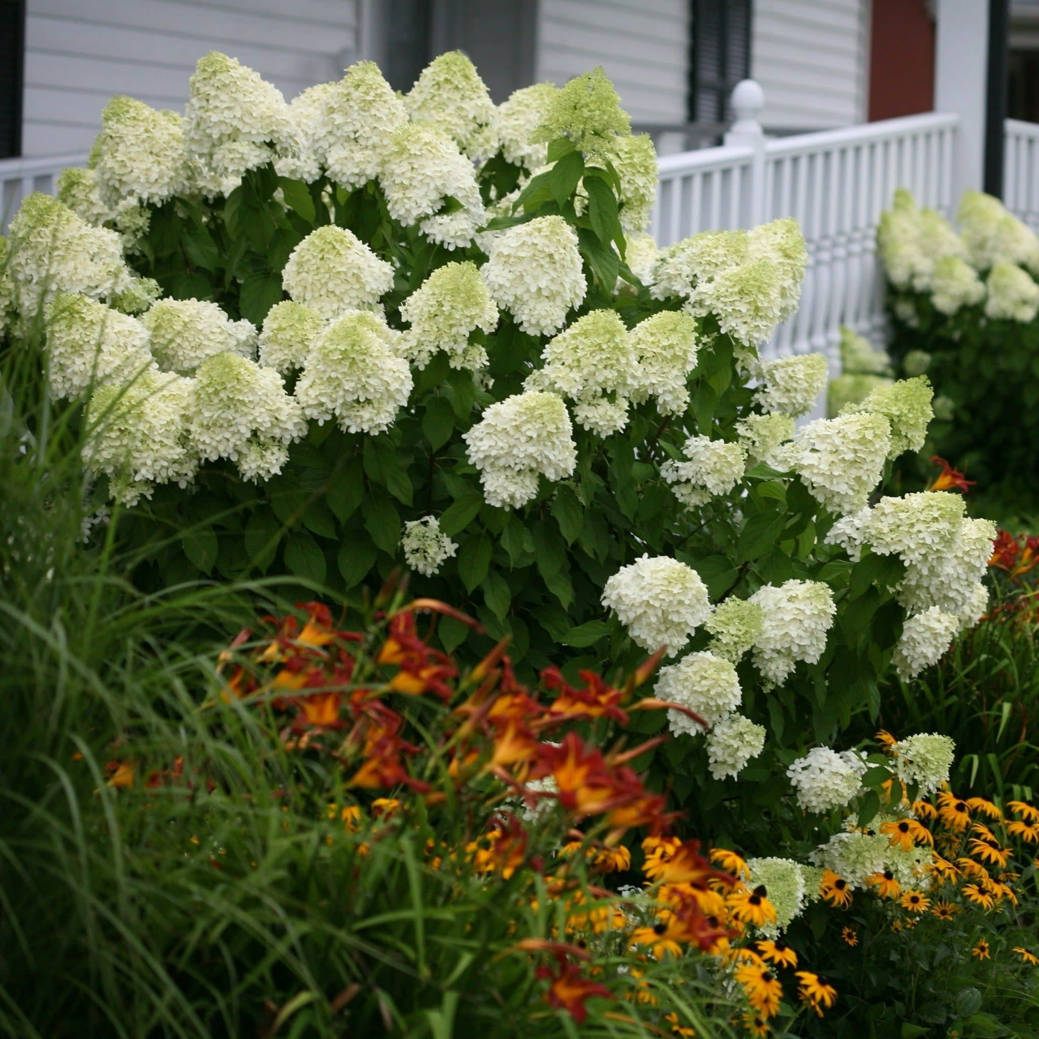 Proven Winners ColorChoice 5" 'Limelight' Panicle Hydrangea Live Plant in 4.5" Pot (4 Count)