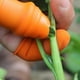thumbnail image 3 of Juego De Fundas Para Dedos Con Cortador De Pulgar, Herramienta De Recolección Para Cosecha De Plantas, Jardinería, Fruta, Verdura Advancent HA038301-00, 3 of 6