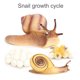 thumbnail image 5 of Ounissouiy 1 juego de modelos de ciclo de vida, juguete de animales de simulación para niños Juguetes Educativos Caracol, 5 of 6