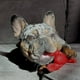 thumbnail image 3 of Juguete para Perros Nylabone Langosta Sabor Filet Mignon para Masticadores Agresivos, 3 of 15
