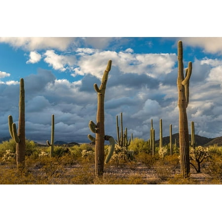 Various cactus plants in a desert, Organ Pipe Cactus National Monument, Arizona, USA Print Wall