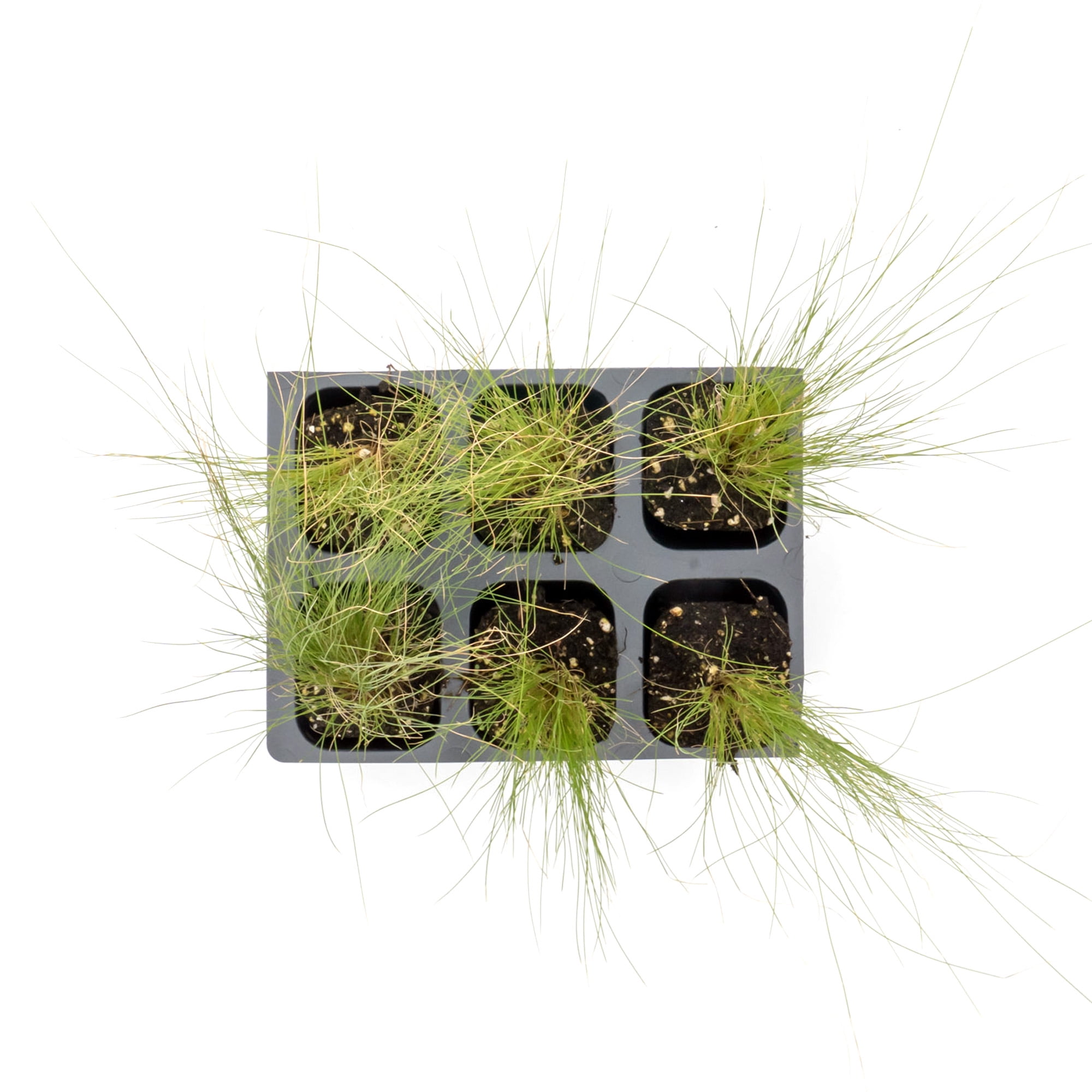 3 Mexican Feather Grass – Fine Textured Ornamental Grass with Silky Plumes for Borders & Mass Plantings (Nassella tenuissima) in 2.5” Cubes, Live Plants