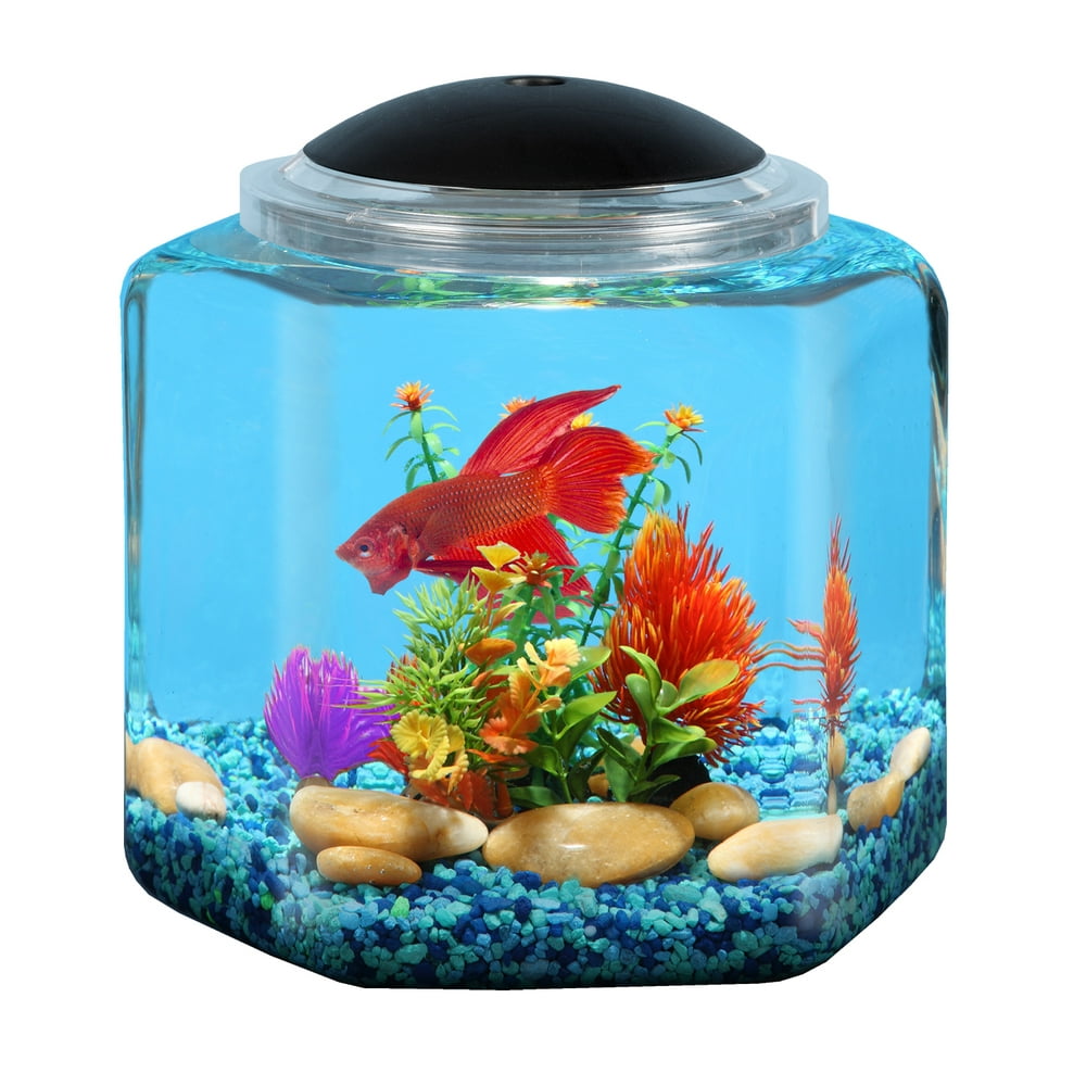 10 Best 2 Gallon Fish Tanks for Your Home Aquarium Reviews and Buying