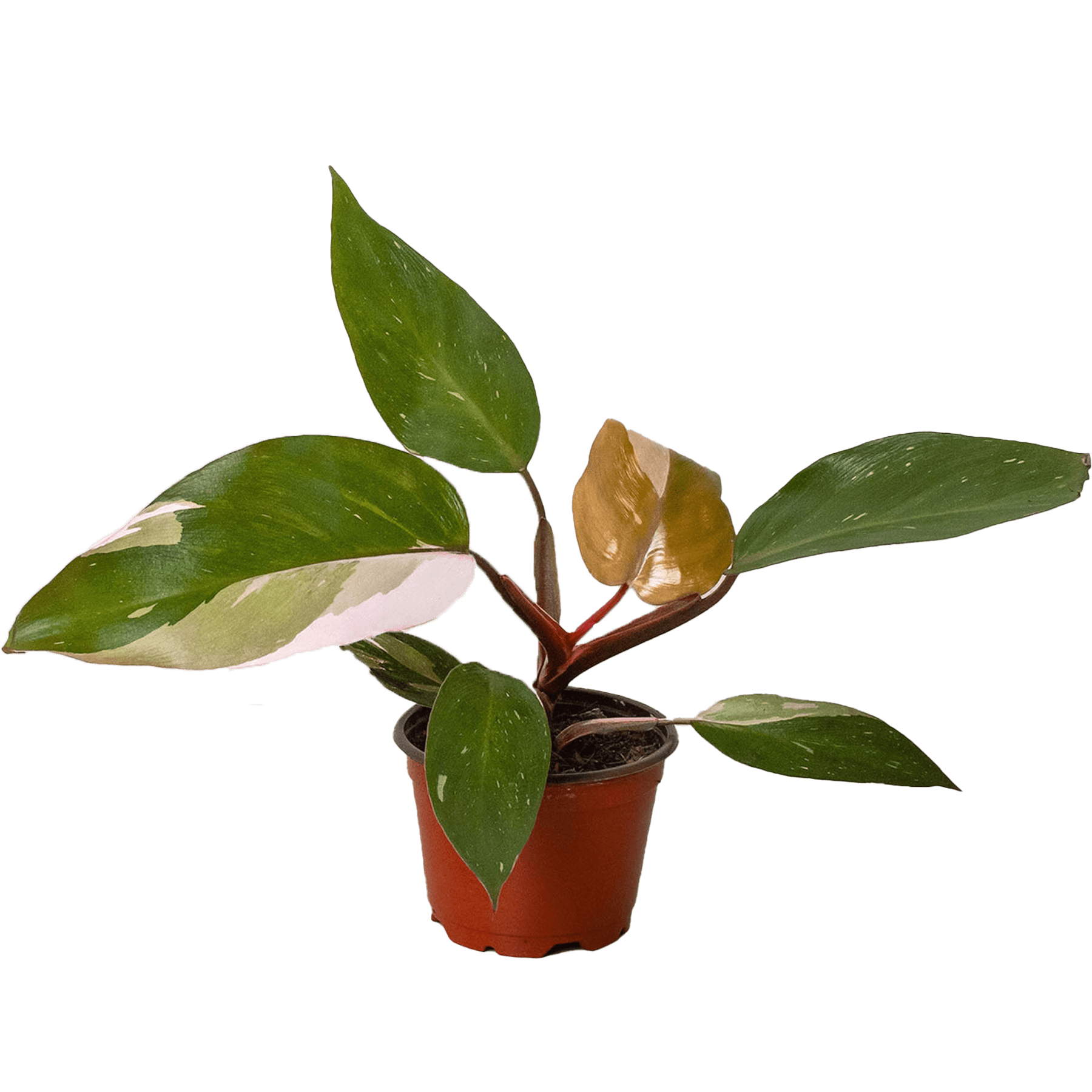 Philodendron Pink Princess Live Plant for Indoor | Different Houseplants in 4'' & 6'' Pot | Real House Plant for Living Room, Office, Desk & Bathroom | Erubescens