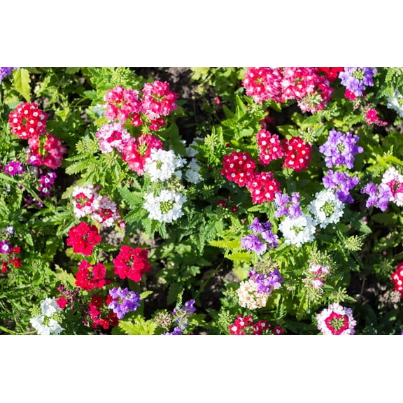 100 MIXED COLORS VERBENA Hortensis Flower Seeds