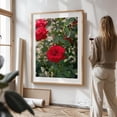 thumbnail image 2 of Portland Rose Garden V - Portland Oregon Photography Floral Flowers Botanical Garden Nature Summer Scenic Oak Framed Wall Art Print 24 x 36 inches, 2 of 24
