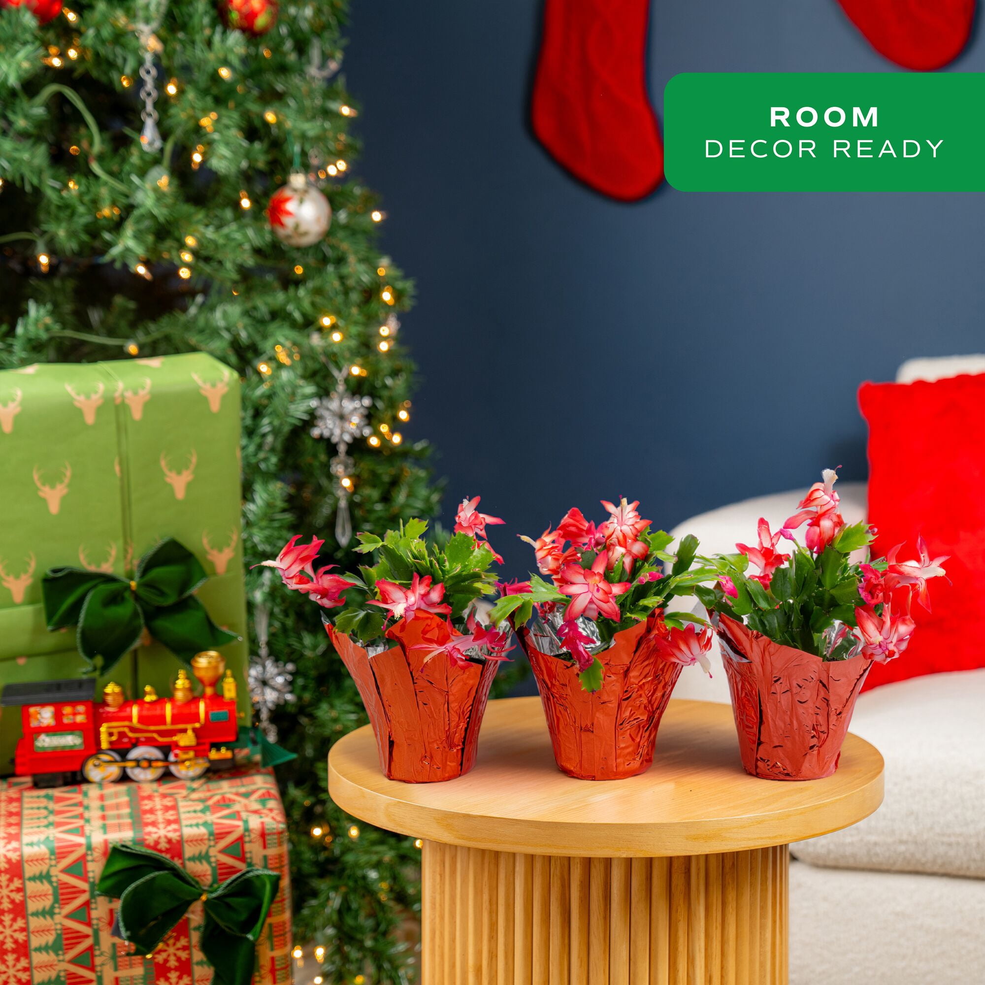 Costa Farms 8" Tall, Holiday Cactus, Bright Indirect Sunlight, Indoor Live House Plants, 3-Pk