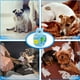 thumbnail image 4 of Juguetes para perros chirriantes, juguetes interactivos para perros para el aburrimiento, juguetes para masticar perros, juguetes de entrenamiento para perros de peluche, juguetes de dentición de pelu, 4 of 4