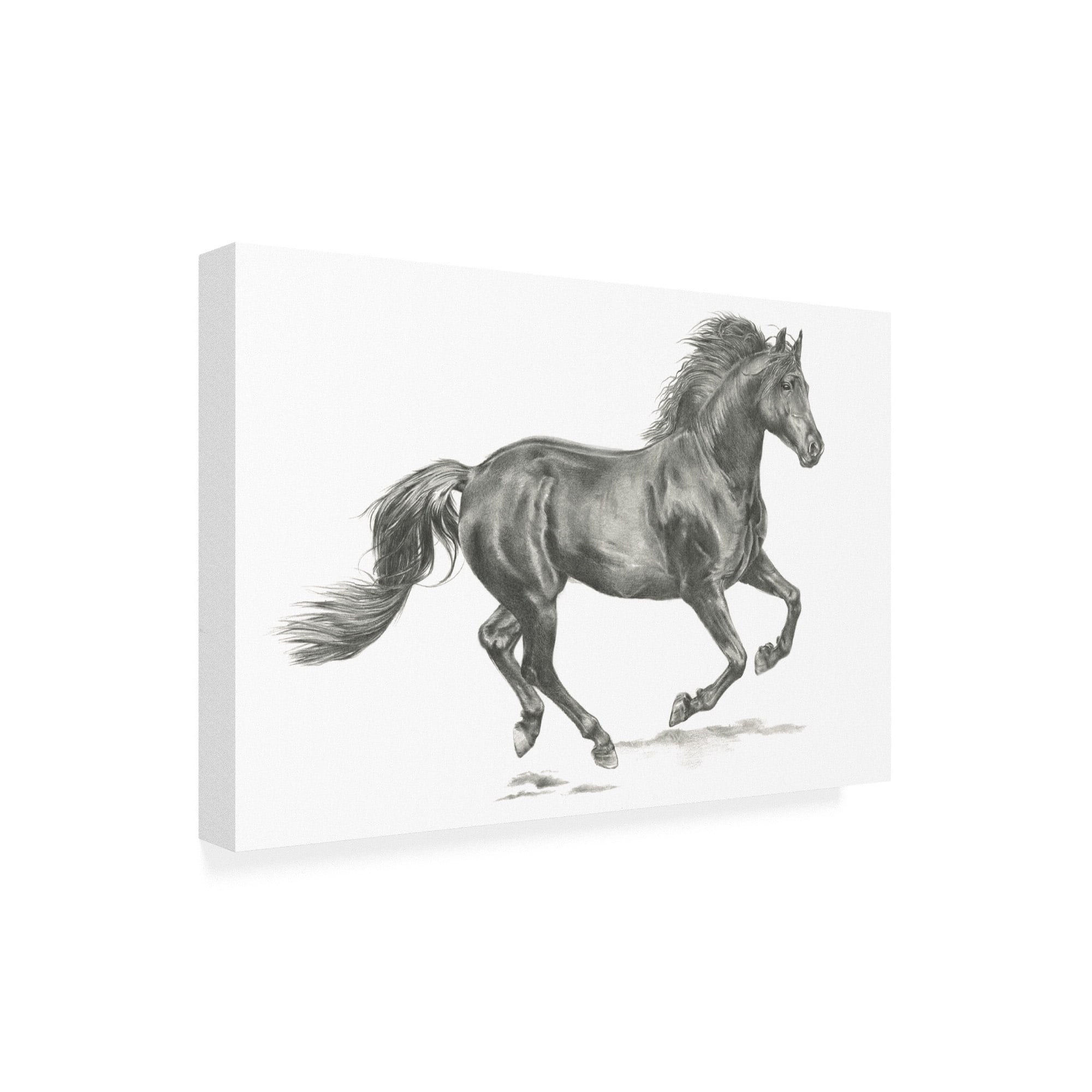 Trademark Fine Art 'Wild Horse Portrait II' Canvas Art by Jennifer Paxton Parker