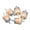 5pcs, variant on Universal Gasoline Fuel Filter for Motorcycles, Small Engines, Lawn Mowers - Inline Beige/White Plastic Filter for Various Gas Vehicles & Machines