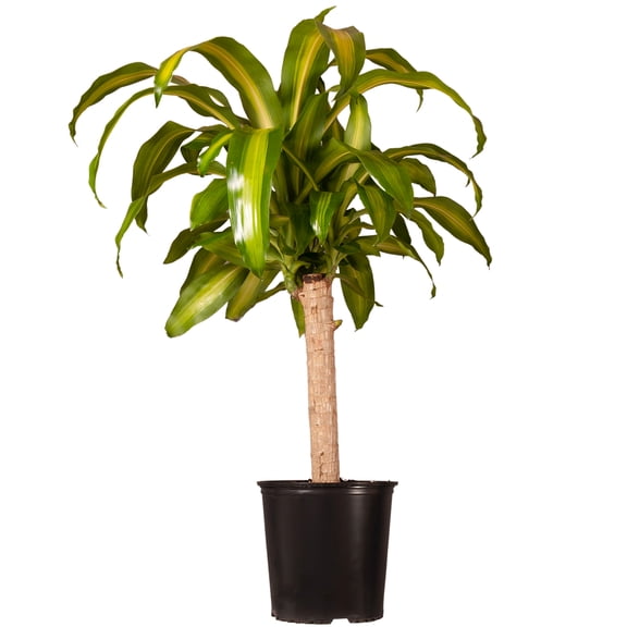 United Nursery Live Mass Cane Plant 24-36 inches Tall in 9.25 inch Grower Pot