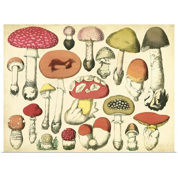 Great BIG Canvas | Rolled Vision Studio Poster Print entitled Vintage Mushroom Chart