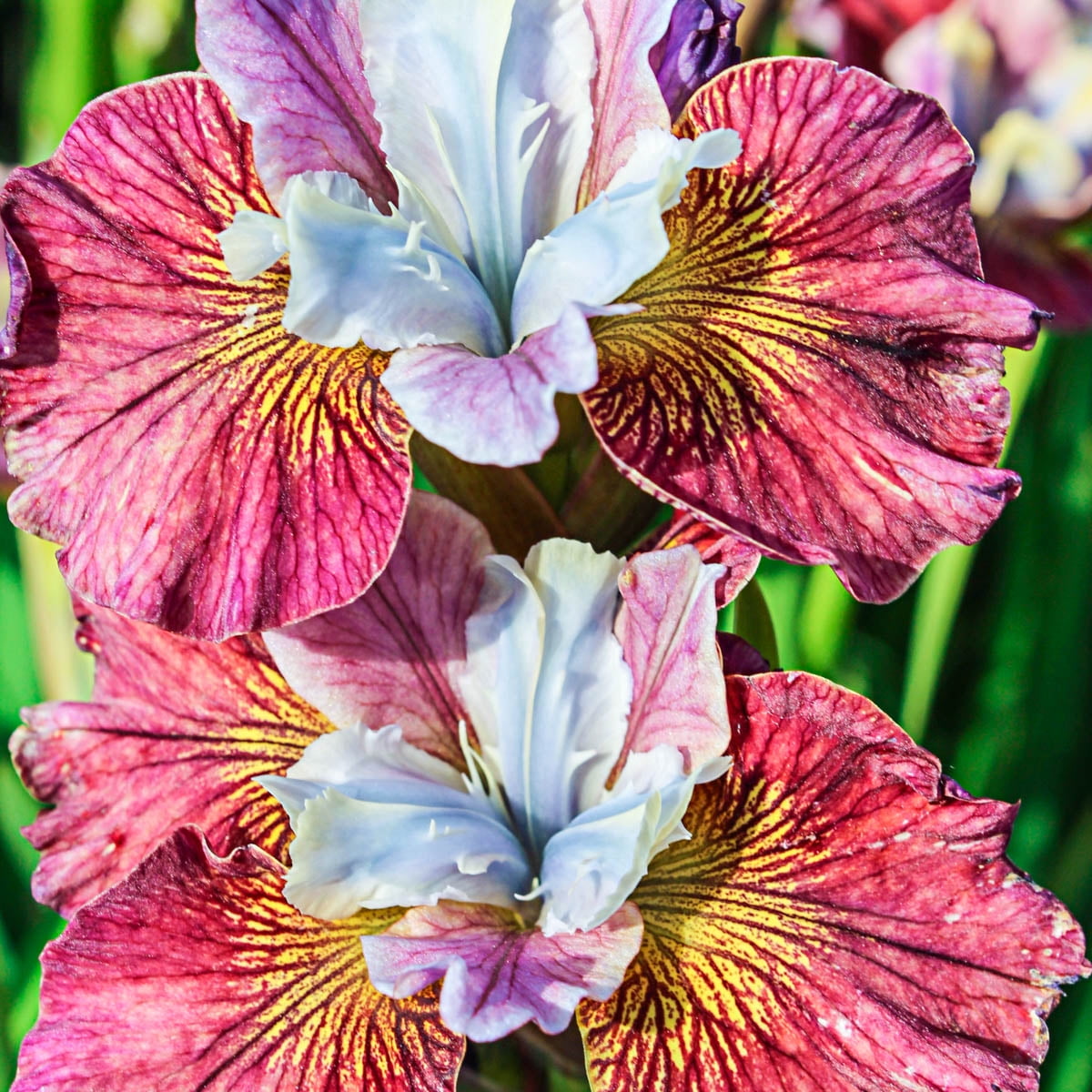 Painted Woman Siberian Iris Dormant Bare Root Perennial Plant, 1-Pack
