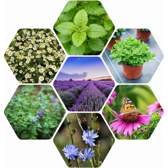 GSDWIUEW 1000+ Herb Seeds for Planting Indoor & Outdoor Culinary Herbs Collection 7 Variety Pack Heirloom Chamomile Catnip Chicory Echinacea Lavender Lemon Balm Mint