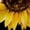 CZC157, variant on Sunflower Black Background Women Dress V-Neck Short Sleeve Flowy Swing Party Midi Dress