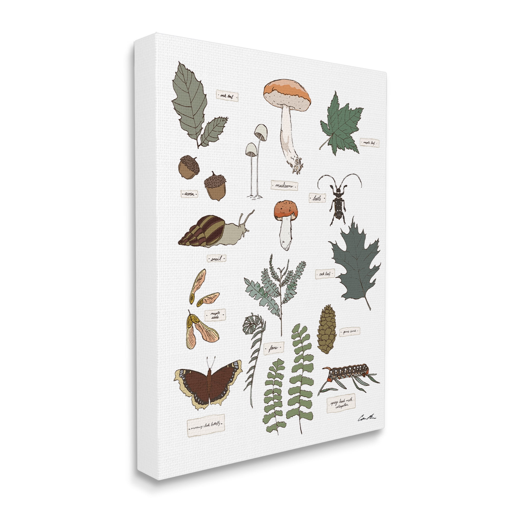 Stupell Industries Woodland Nature Studies Botanical & Floral Painting Gallery Wrapped Canvas Print Wall Art, 16 x 20
