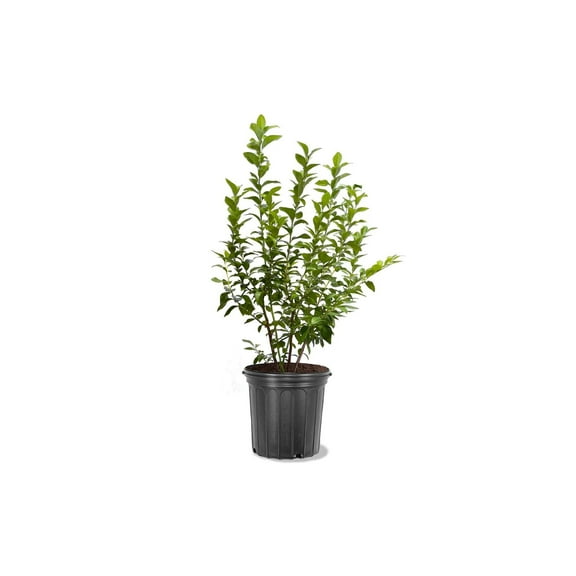 Expert Gardener 1-2 ft. Tall Legacy Blueberry Live Tree in 1- Gallon Grower Pot