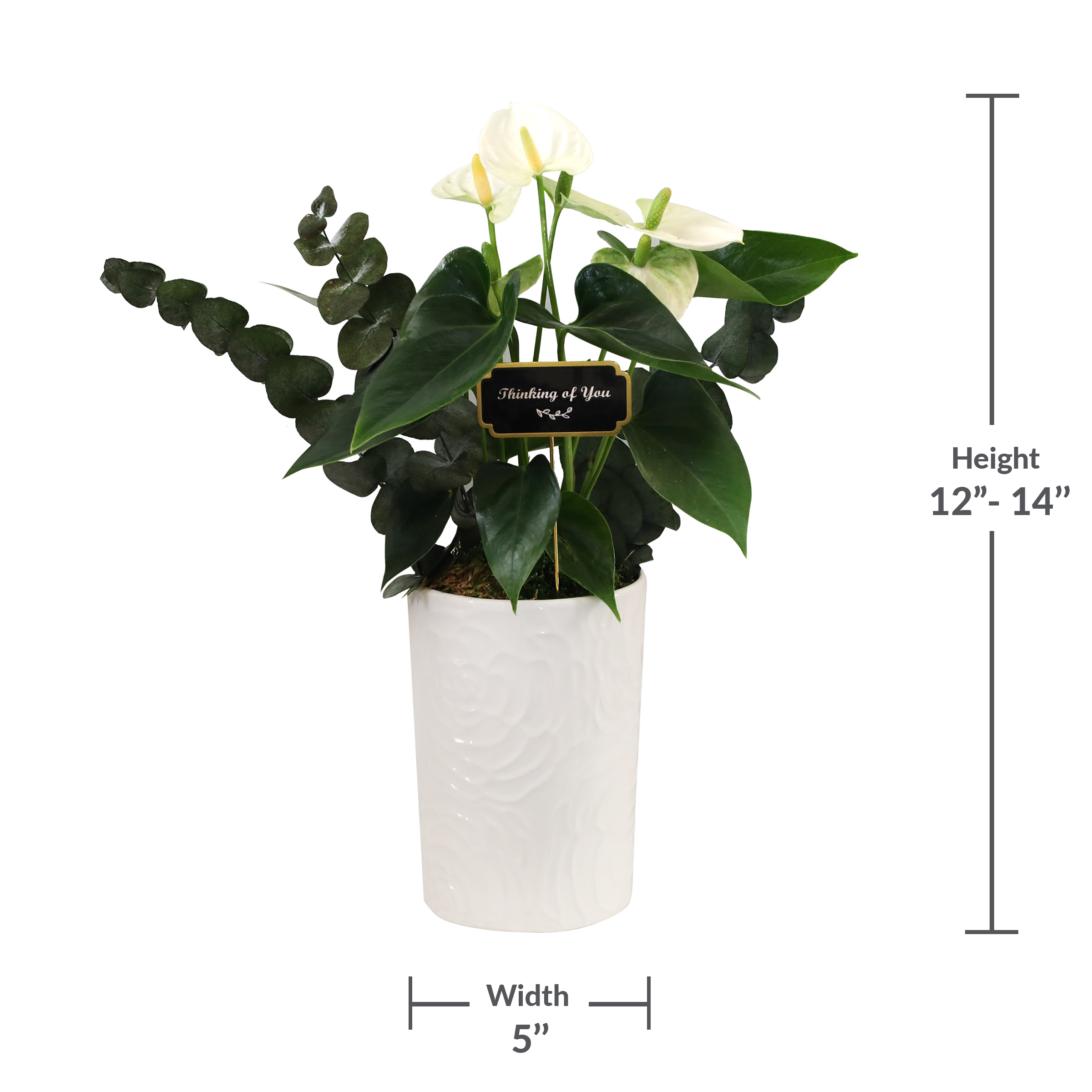 Green Circle Growers 5" White Anthurium in White Cassia Pot – Thinking of You Gift with Eucalyptus