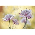 thumbnail image 2 of Disher, Mandy 32x23 Black Ornate Wood Framed with Double Matting Museum Art Print Titled - Astrantia Major, 2 of 4